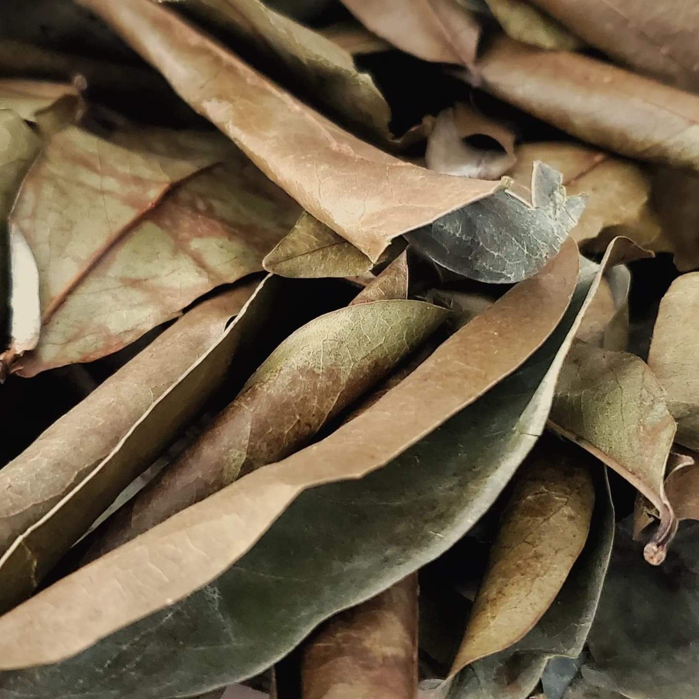 Soursop Leaves