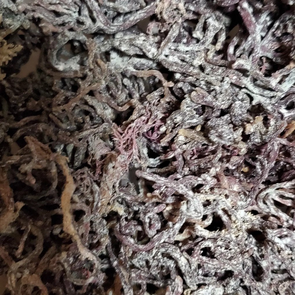 Irish Sea Moss (Chondrus Crispus)